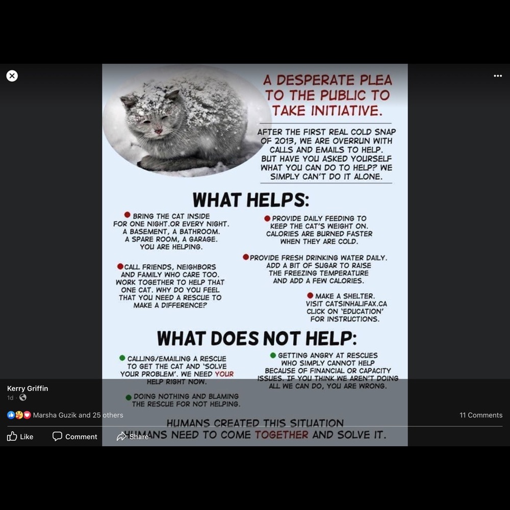 So many unwanted unloved kittens left to starve! - Picture 2 of 4